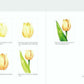 Botanical Coloring Book Flower and Butterfly / Korean Coloring Book